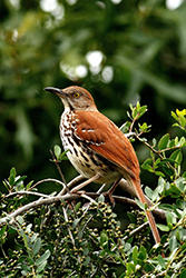 Brown Thrasher Brown Thrasher