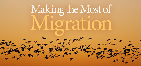 Migration
