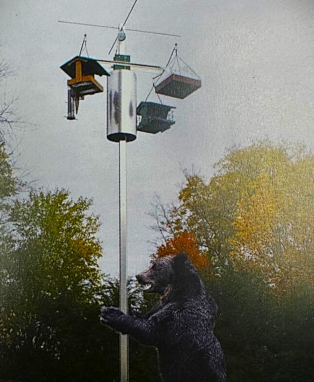 Feeder compared to Bear