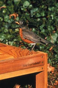 American Robin American Robin